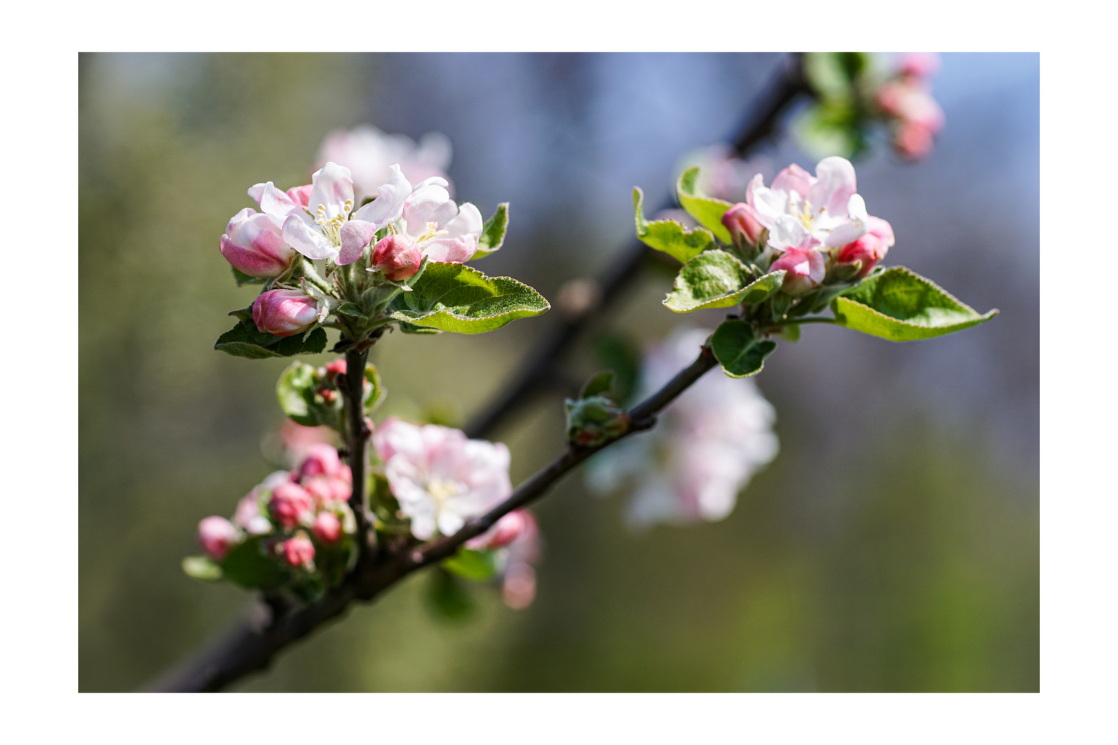 apple blossom_01