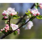 apple blossom_01