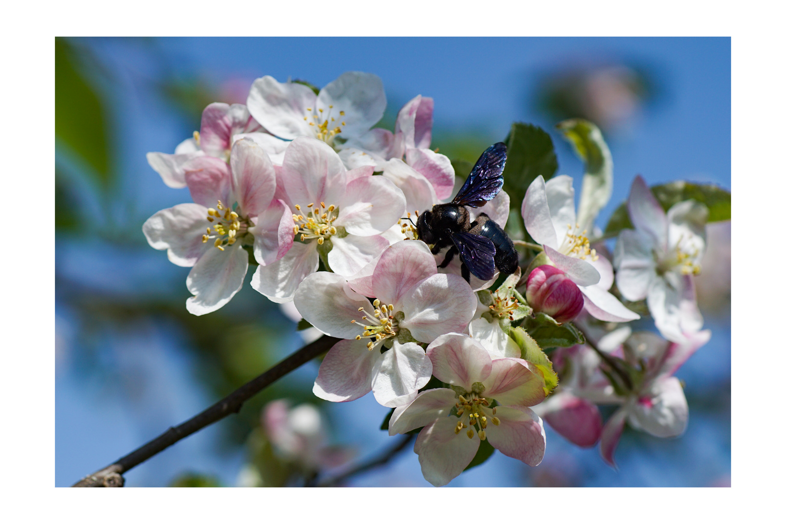 apple blossom_02