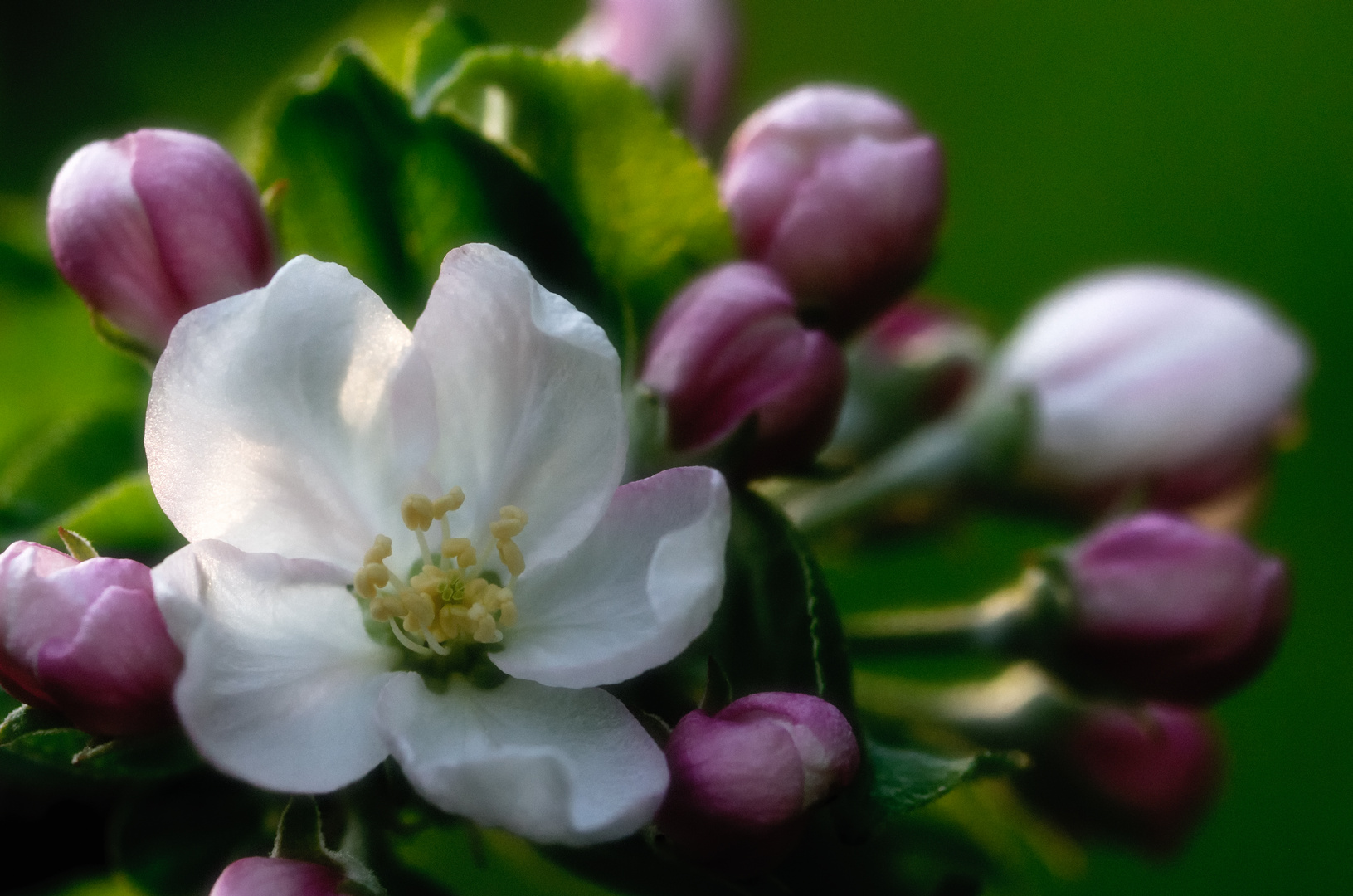 apple blossoms