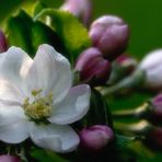 apple blossoms