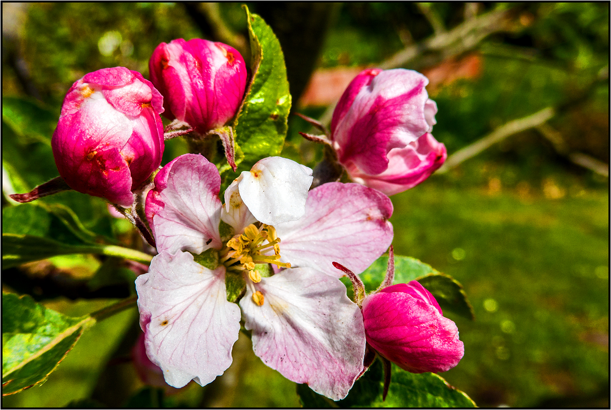 apple blossoms