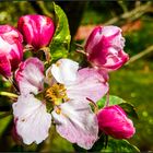 apple blossoms