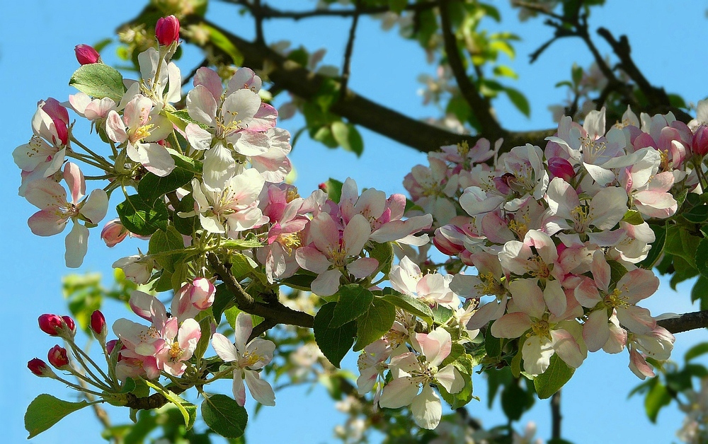 Apple blossoms