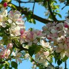 Apple blossoms