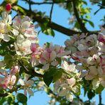 Apple blossoms