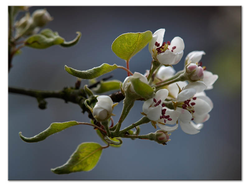 apple blossoms