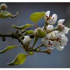 apple blossoms