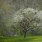 Apple Blossoms