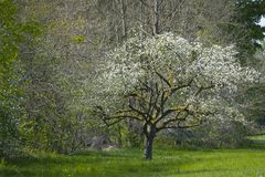 Apple Blossoms