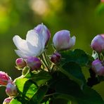 apple blossoms II