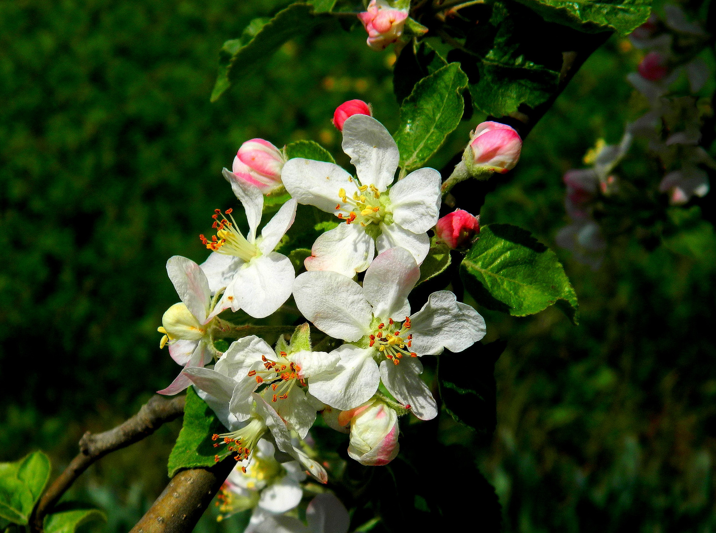 apple-Blüten