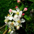 apple-Blüten