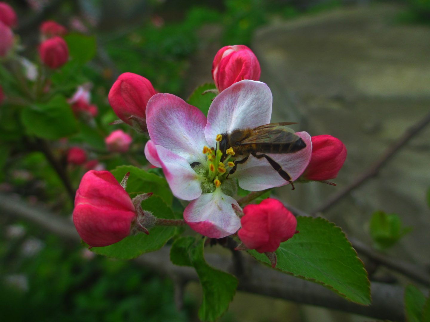 Apple-Blüten und Bienen.