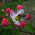 Apple-Blüten und Bienen.