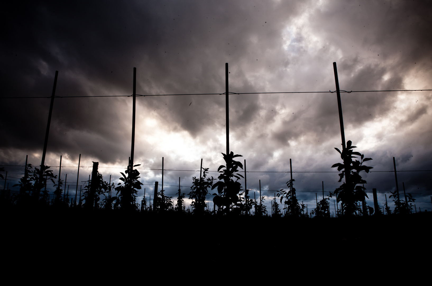 Apple farm in approaching thunderstorm