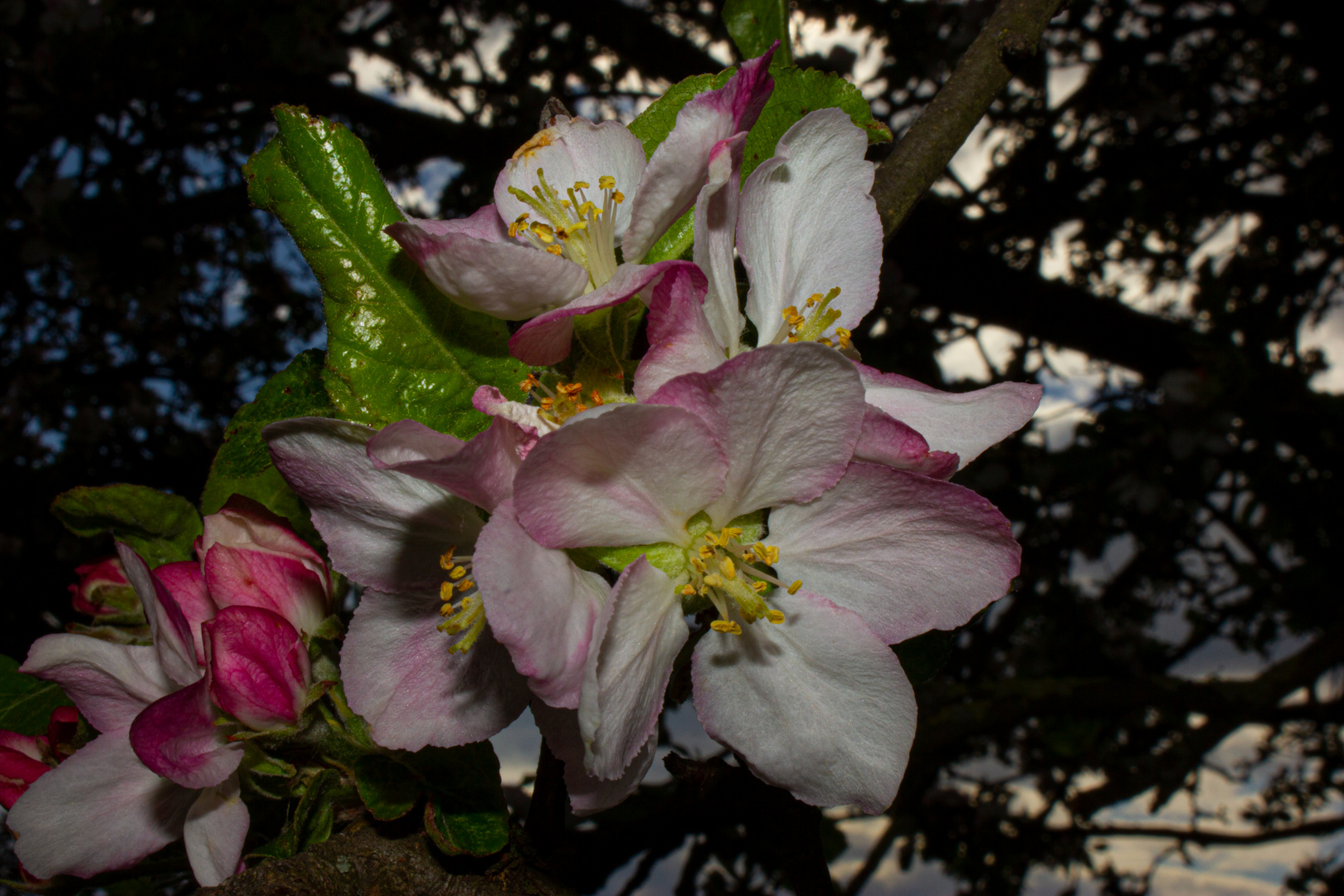 Apple Flower