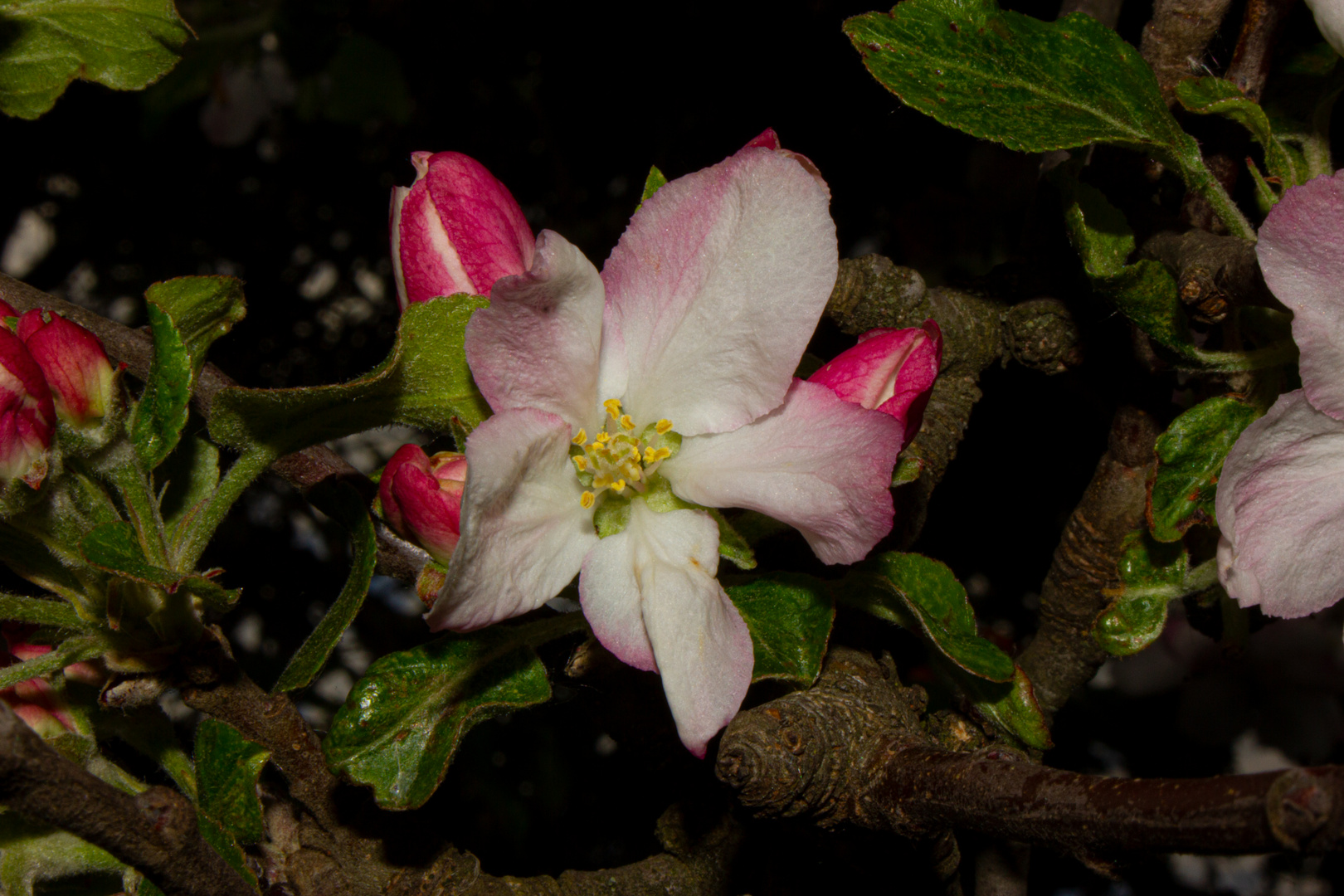 Apple Flower