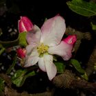 Apple Flower