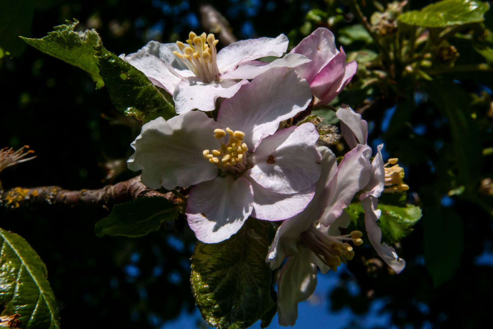 Apple Flower I