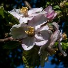 Apple Flower I