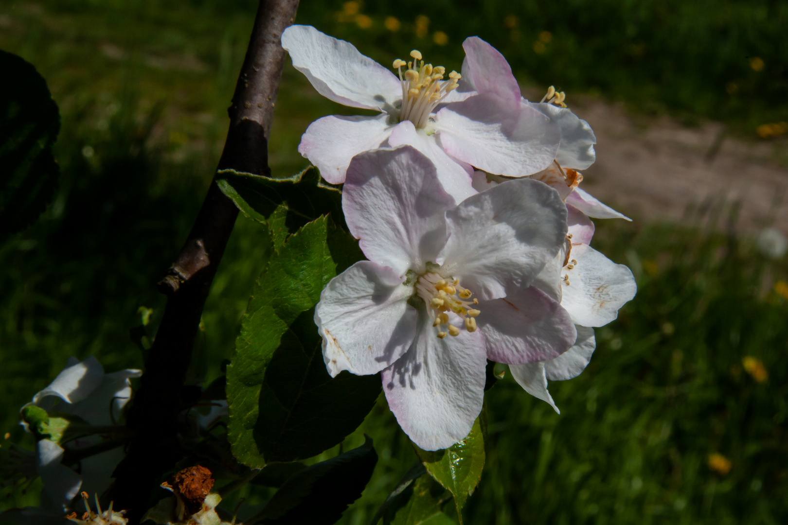 Apple Flower II