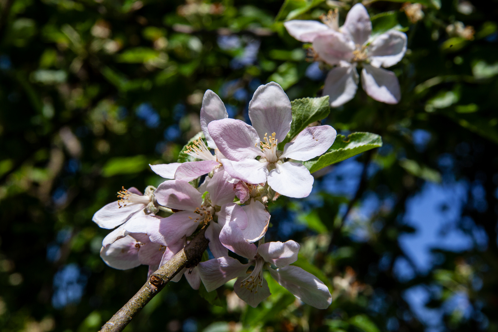 Apple Flower III