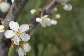 Apple Flowers