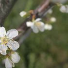 Apple Flowers