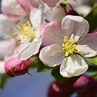 apple in process - wenn ich mal groß bin, werd ich ein Apfel