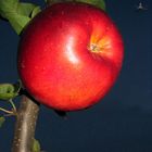 Apple in the night (with small fly)