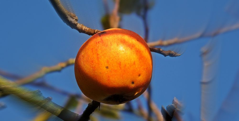 Apple on the tree