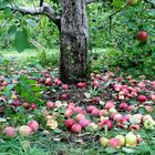 Apple Picking