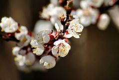 Apple tree