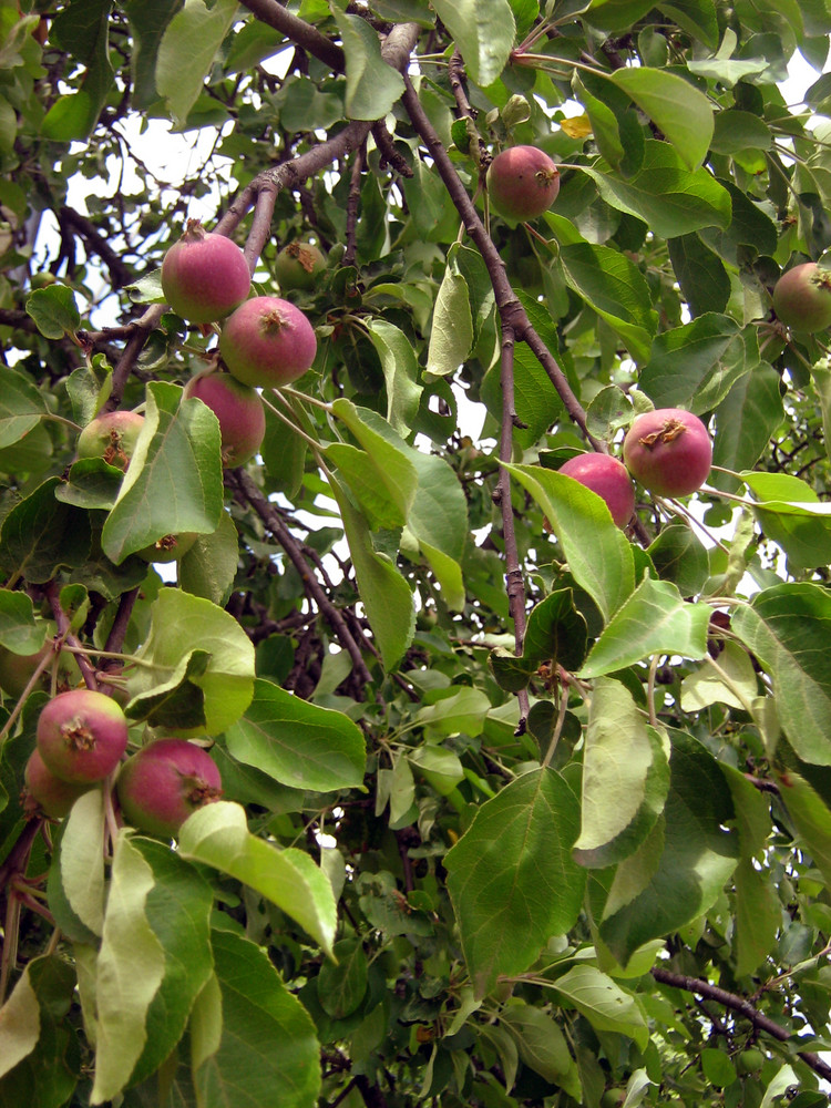 Apple tree