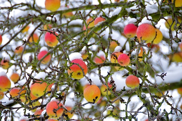 Apple tree