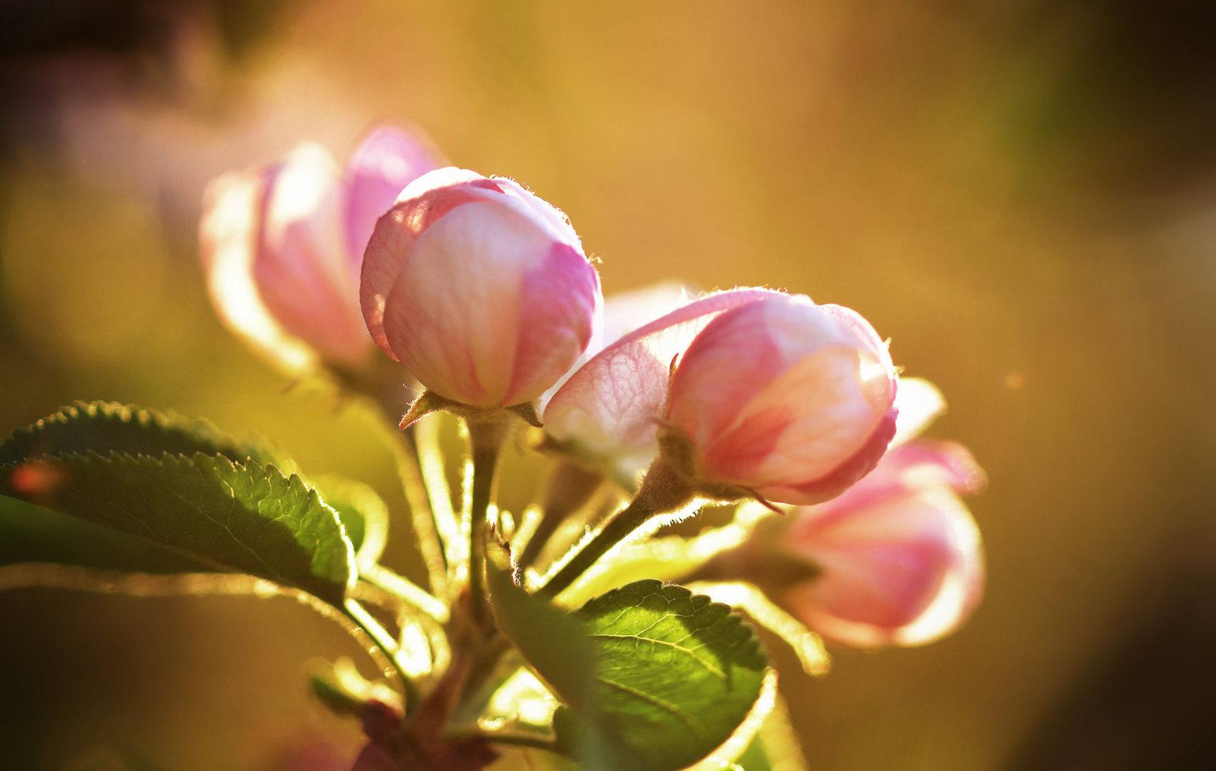 apple tree