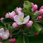 Apple tree blossoms