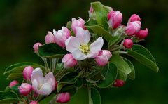 Apple tree blossoms