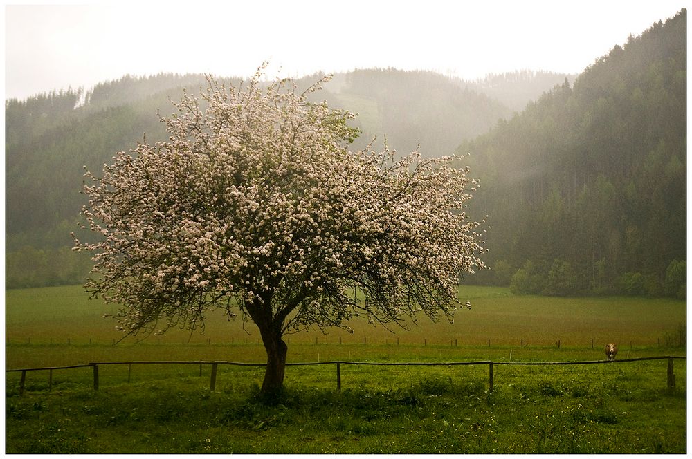 Apple Tree