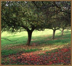 Apple tree ..