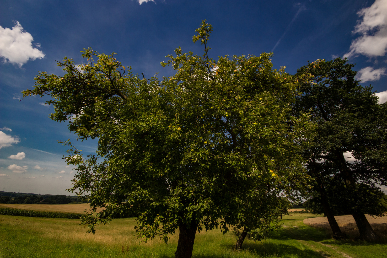 Apple Tree II