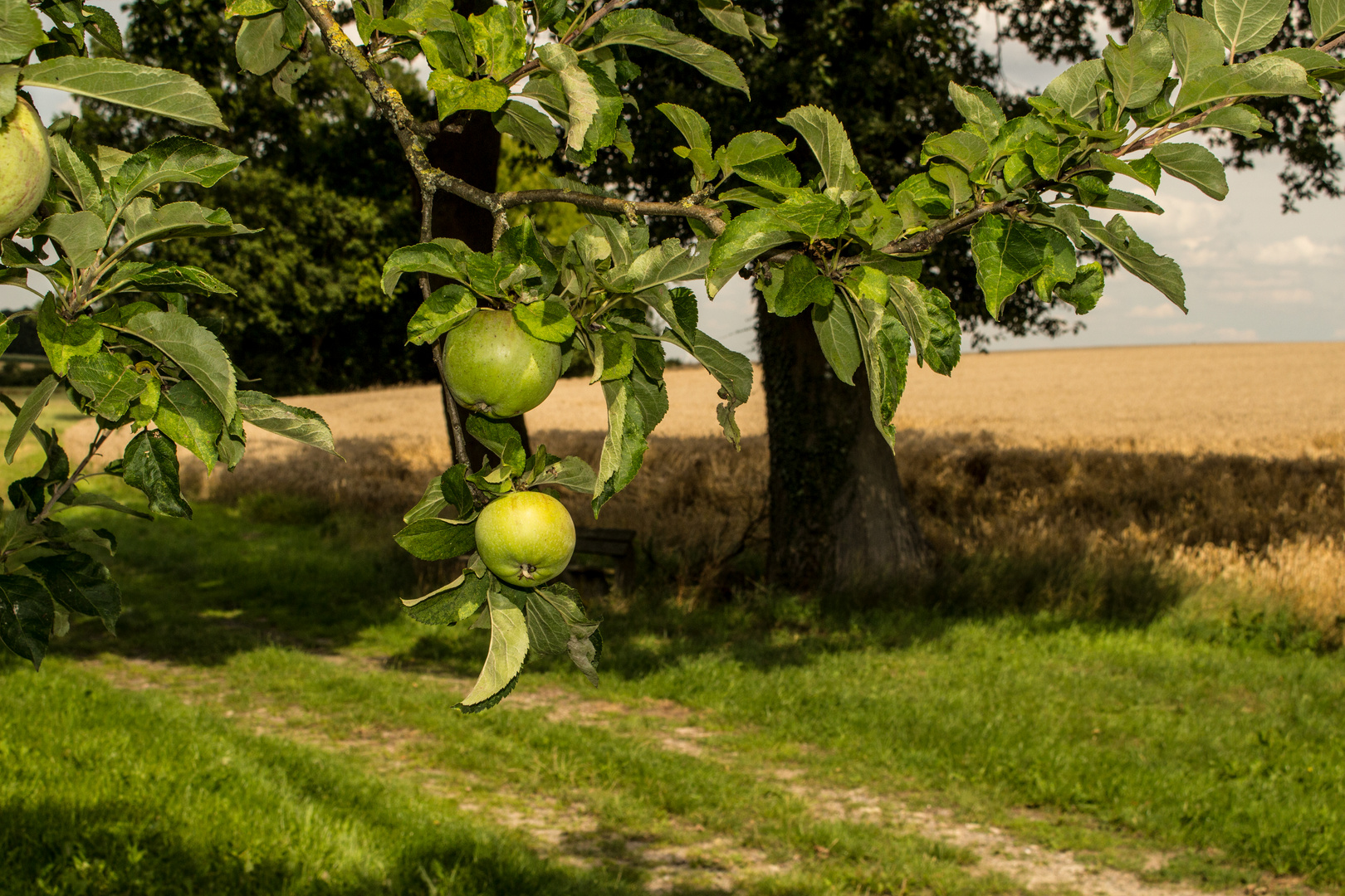 Apple Tree III