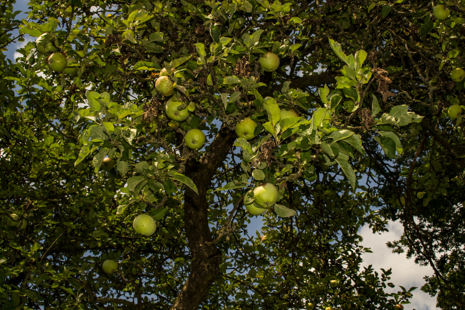 Apple Tree IV