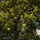 Apple Tree IV