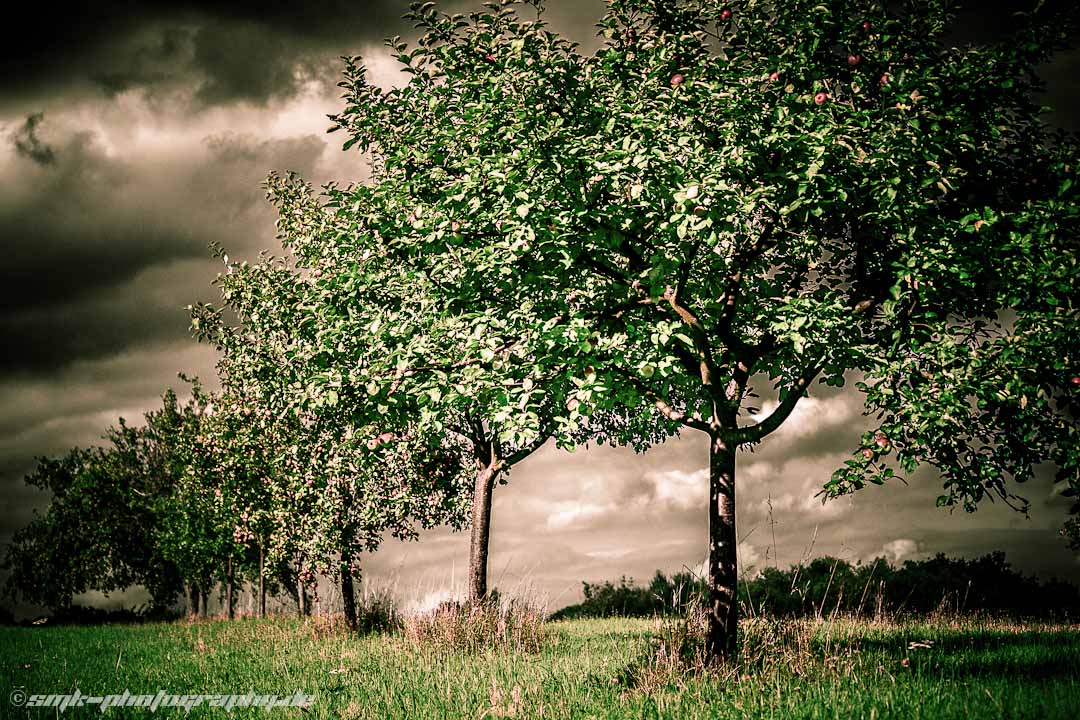 apple trees