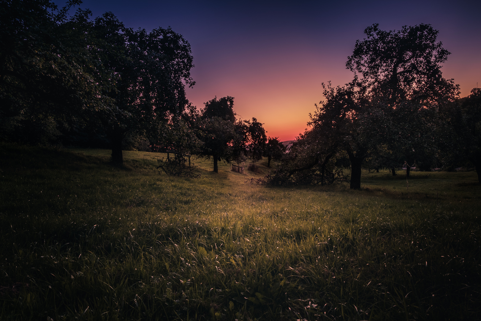 Apple Trees