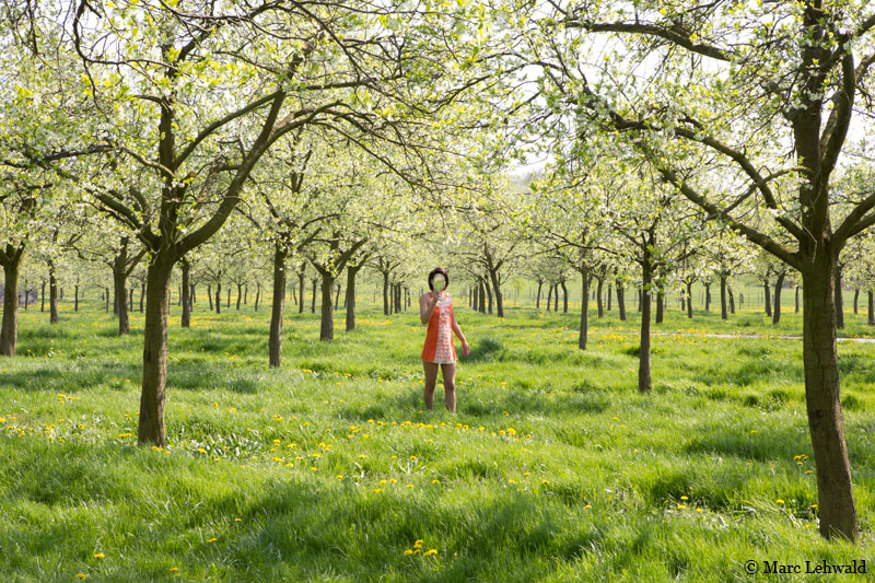Apple Trees, Oelde, Germany.