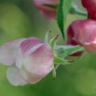 appleblossom