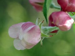 appleblossom